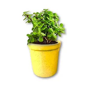 Pottery Decorative- Floral Planter Vase/Pot (W/O Plant) 6 inch
