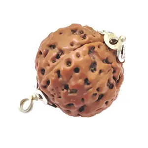 8 Mukhi Eight Face Indonesian Rudraksha Big Size with Lab Report