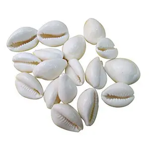 ALOKIK Natural White Cowrie/Kaudi/Kawri/Kori Sea Shell For Puja And Multi Purpose Uses (21 Pcs)