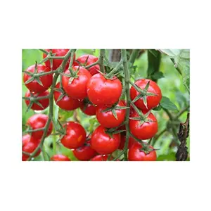 Jioo Organics Cherry Tomato High Germination Hybrid Seeds 50 Seeds