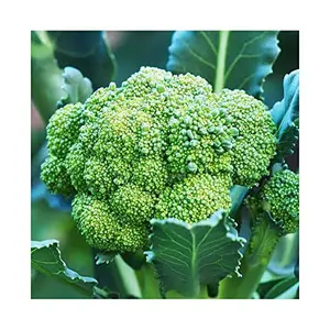 Jioo Organics 100% Original Hybrid Broccoli | Microgreen Seeds | Vegetable Seeds | Home Garden Seeds