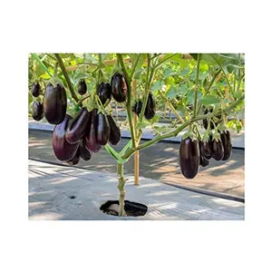 Jioo Organics Hybrid Brinjal Black Beauty Seeds