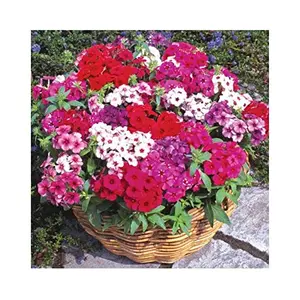 Jioo Organics Phlox Beauty Mix Flower Hybrid Seeds For Mini Pots Home Garden Plant