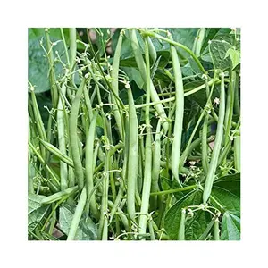 Jioo Organics | Fresh Green Beans F1 Hybrid Seeds Pole Climbing Bean Green Bean Phaseolus Vulgaris Vegetable Seeds