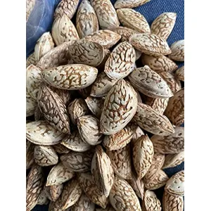 Kashmiri Kagzi Mamra Almonds with shell 2kg